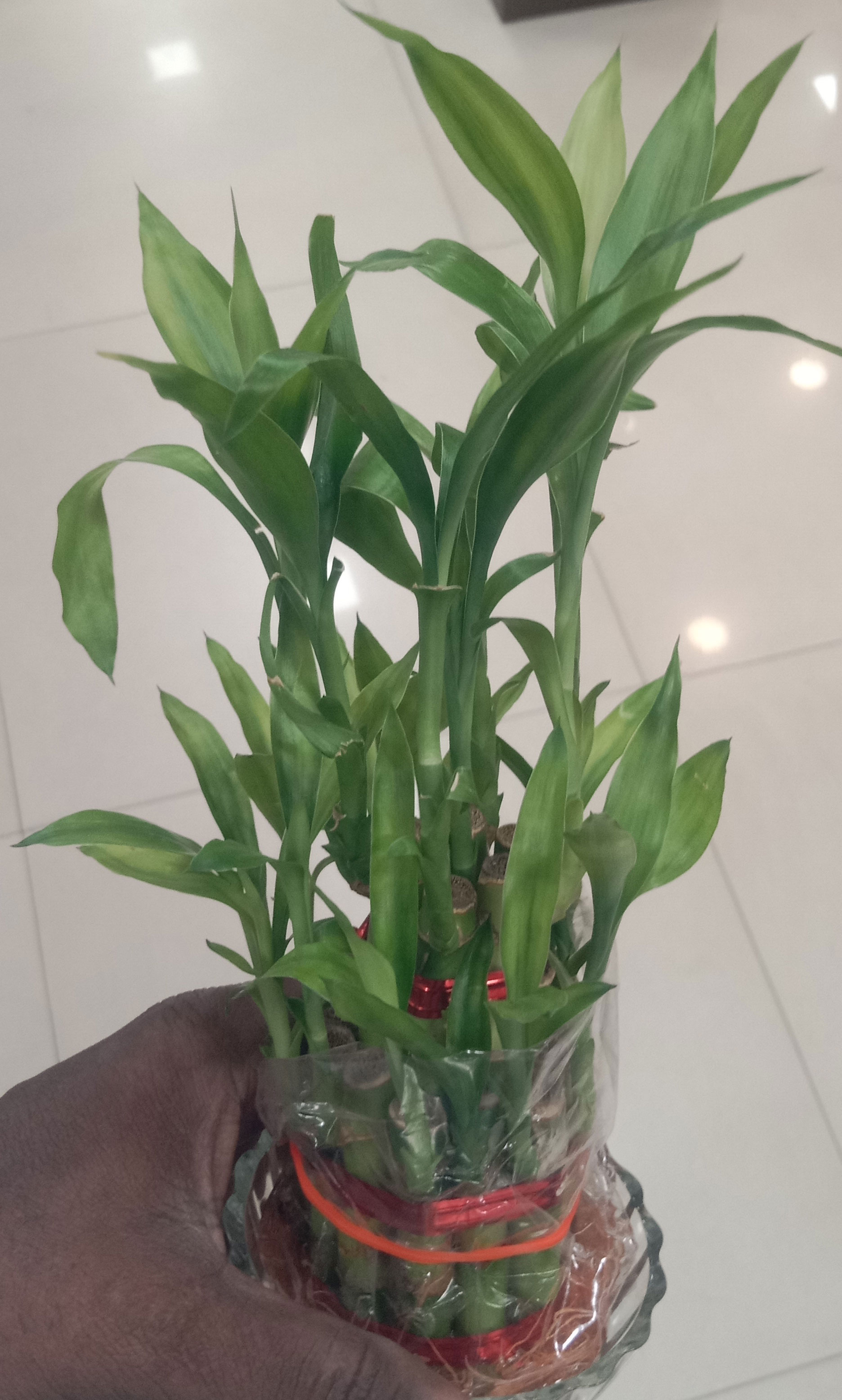 Two Layer Lucky Bamboo Plant with the Glass Bowl.